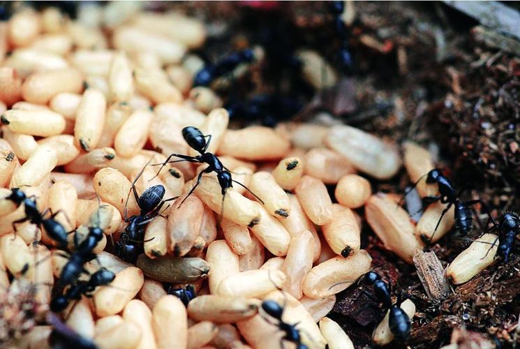 Toàn cảnh Lễ bế giảng khóa tập huấn