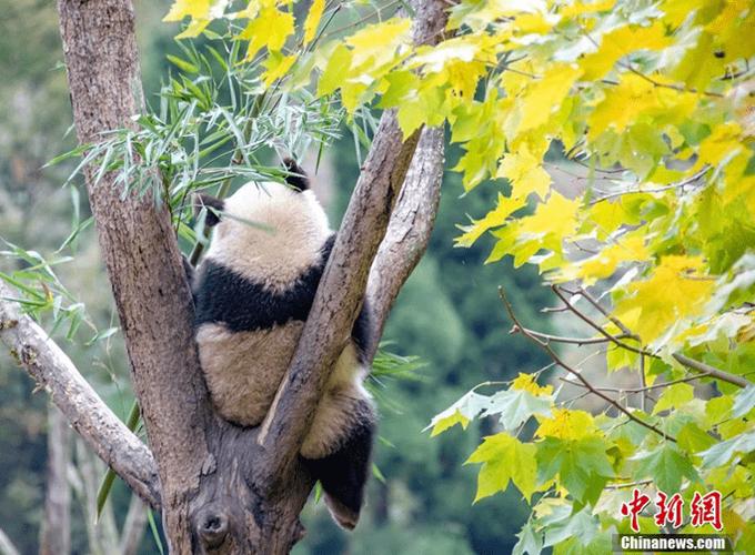 Toàn cảnh Ev 888 Nhanh tay đăng ký