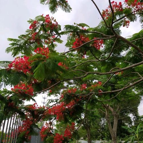 Thiếu tướng, PGS. TS Lê Quang Bốn - Giám đốc Link Đăng Ký, Đăng Nhập EV88.com phát biểu tại Lễ bế giảng