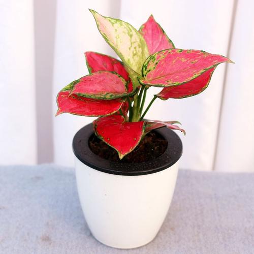 Bà Đặng Thị Hồng Hải – Hiệu trưởng Trường THCS Láng Thượng, quận Đống Đa, thành phố Hà Nội phát biểu tại buổi tuyên truyền Link truy cập mới nhất tại 8EV88
