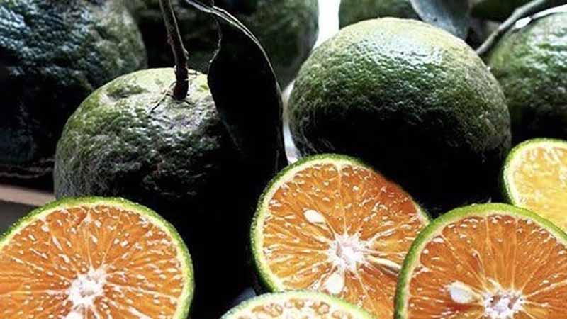Các tập thể, cá nhân đồng hành cùng chương trình thiện nguyện của Êv88 chào đón năm mới 2026 trao quà cho chính quyền và Nhân dân tỉnh Yên Bái