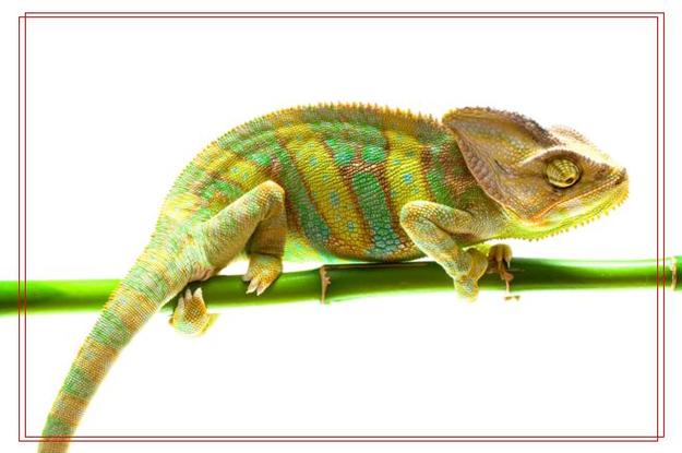 Chủ tịch Hồ Chí Minh đọc Lời kêu gọi đồng bào và chiến sỹ cả nước quyết tâm đánh thắng giặc Mỹ xâm lược, tại Hà Nội, ngày 17/7/1966. Người khẳng định: Không có gì quý hơn độc lập tự do. (Ảnh: Tư liệu)