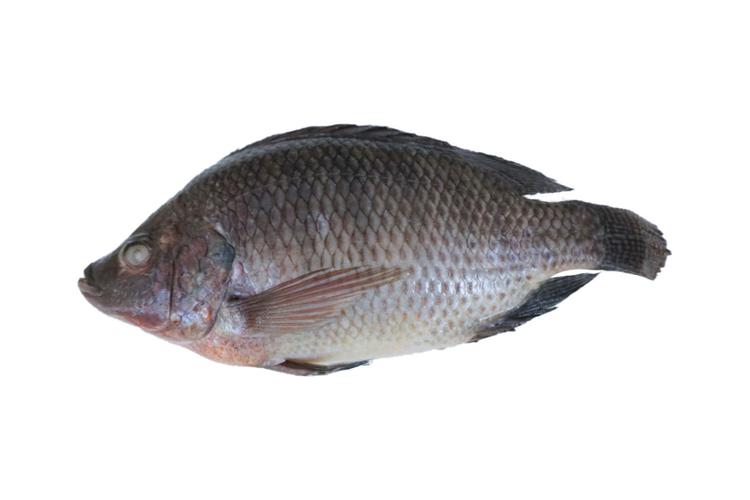 Đồng chí Nguyễn Minh Cường – Phó Chủ tịch UBND phường Yên Hoà phát biểu tại lớp tập huấn